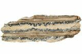 Mammoth Molar Slice with Case - South Carolina #207606-1